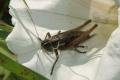 Grasshoppers and Bush-crickets: Roesel's Bush-cricket - male (Metrioptera roeselii)